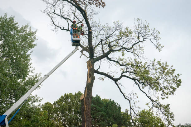 Best Firewood Processing and Delivery  in Carrollton, GA